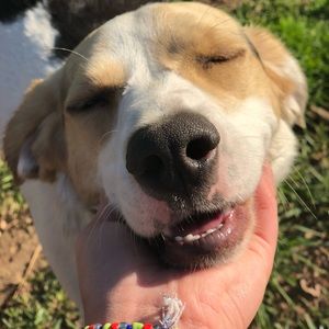 Meet your Posher, Marley